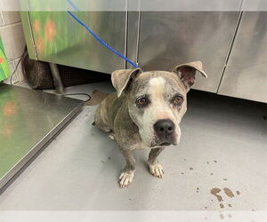American Pit Bull Terrier Dogs for adoption in Waco, TX, USA