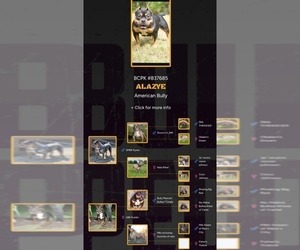 Mother of the American Bully puppies born on 07/07/2025