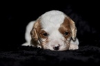 Small Photo #6 Cavapoo Puppy For Sale in PHOENIX, AZ, USA