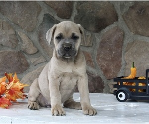 Cane Corso Puppy for sale in FREDERICKSBURG, OH, USA