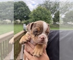 Small Photo #7 Bulldog Puppy For Sale in WATERVILLE, OH, USA