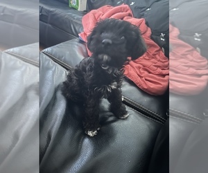 Schnoodle (Miniature) Puppy for sale in GREENBELT, MD, USA