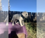 Small Photo #8 Labrador Retriever Puppy For Sale in LIVE OAK, CA, USA