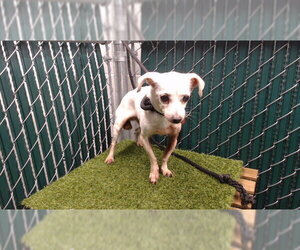 Chihuahua Dogs for adoption in Downey, CA, USA