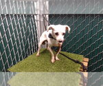 ETHEL - Female Chihuahua Dog for Adoption - Small photo