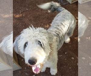 Mother of the Aussiedoodle puppies born on 06/04/2021