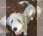 Small Photo #1 Aussiedoodle Puppy For Sale in DOWELLTOWN, TN, USA