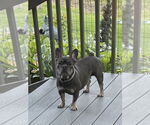 Small #2 French Bulldog