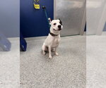 Small American Staffordshire Terrier Mix