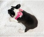 Small Photo #4 Boston Terrier Puppy For Sale in TRUSSVILLE, AL, USA