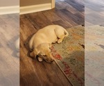 Small #2 Labrador Retriever