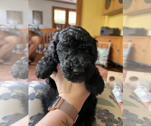 Medium Photo #7 Goldendoodle Puppy For Sale in ASHEVILLE, NC, USA