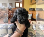 Small Photo #7 Goldendoodle Puppy For Sale in ASHEVILLE, NC, USA