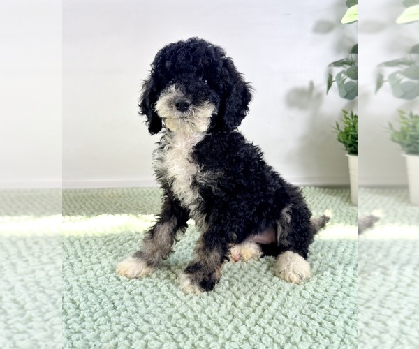 Medium Photo #4 Bernedoodle (Miniature) Puppy For Sale in GREENFIELD, IN, USA