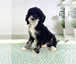 Small #3 Bernedoodle (Miniature)