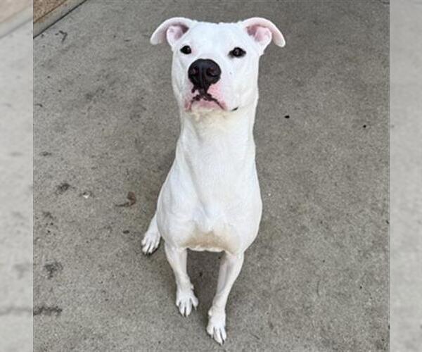 Medium Photo #2 American Pit Bull Terrier-Unknown Mix Puppy For Sale in Aurora, IL, USA
