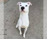 Small #1 American Pit Bull Terrier Mix