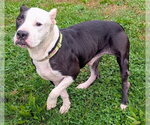 PETER - Male Mutt Dog for Adoption - Small photo