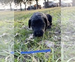 Small Photo #7 Labradoodle Puppy For Sale in HOCKLEY, TX, USA