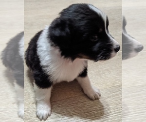 F2 Aussiedoodle Puppy for sale in ONAWAY, MI, USA