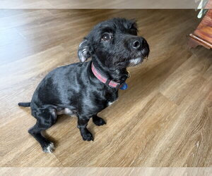 Bobby: Miracle Boy! - Male Mutt Dog for Adoption - Photo #2