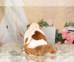 Small Photo #13 English Bulldog Puppy For Sale in WARSAW, IN, USA