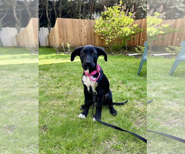 Medium Photo #11 Labrador Retriever-Unknown Mix Puppy For Sale in Brewster, NY, USA
