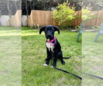 Small #10 Labrador Retriever Mix