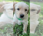 Small Photo #12 Golden Retriever Puppy For Sale in EDOM, TX, USA