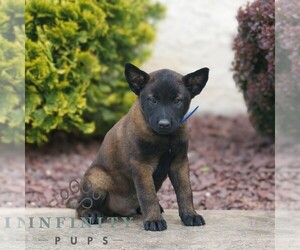 Belgian Malinois Puppy for sale in HONEY BROOK, PA, USA