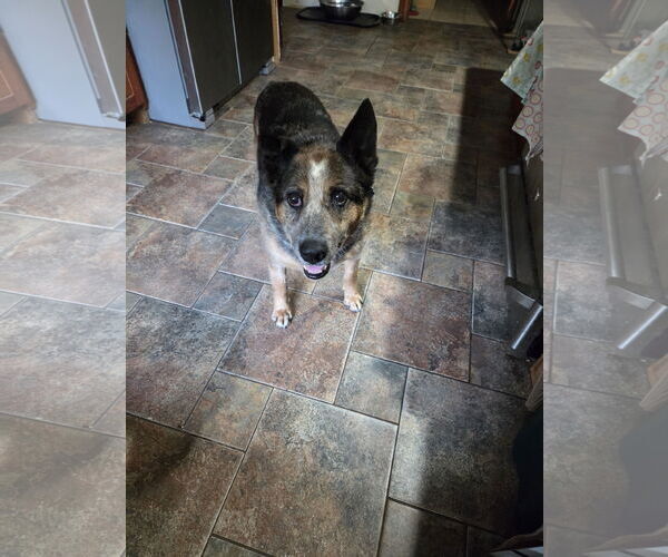Medium Photo #1 Mutt Puppy For Sale in Garden City, NY, USA
