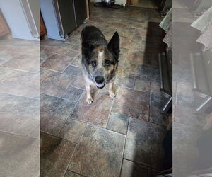 Medium Mutt