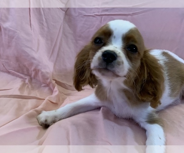 Medium Photo #4 Cavalier King Charles Spaniel Puppy For Sale in FOLSOM, CA, USA