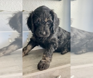 Medium Goldendoodle