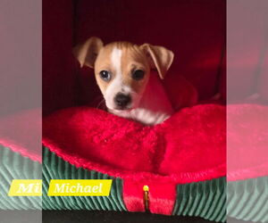 Jack-Rat Terrier Dogs for adoption in Oakhurst, NJ, USA