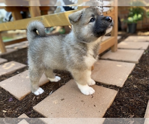 Medium Photo #1 Akita Puppy For Sale in GREELEY, CO, USA