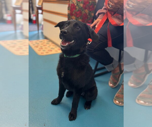 Medium Photo #2 Mutt Puppy For Sale in Muskegon, MI, USA