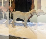Small #1 American Bully