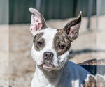 Shenzi - Female Boston Terrier-Unknown Mix Dog for Adoption - Small photo