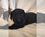 Puppy Blue Schnoodle (Giant)