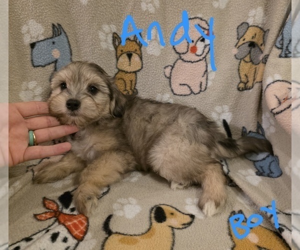 Medium Photo #9 Chizer Puppy For Sale in MONTEZUMA, GA, USA