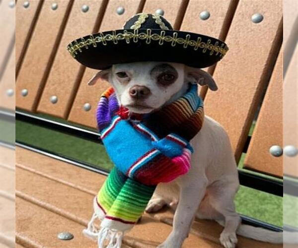 Medium Photo #1 Chihuahua Puppy For Sale in Orange, CA, USA