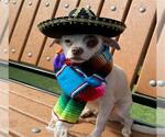 Small Chihuahua