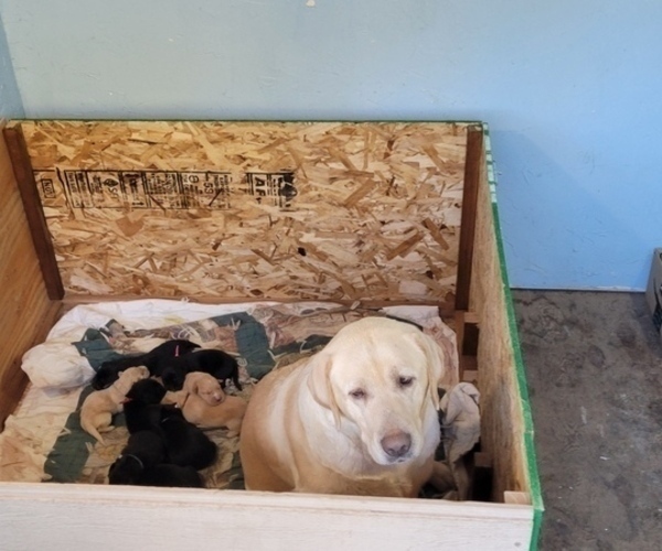 Medium Photo #16 Borador Puppy For Sale in FORTUNA, CA, USA