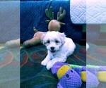 Small Photo #2 Maltese Puppy For Sale in ONTARIO, CA, USA