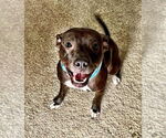Small #5 American Pit Bull Terrier Mix
