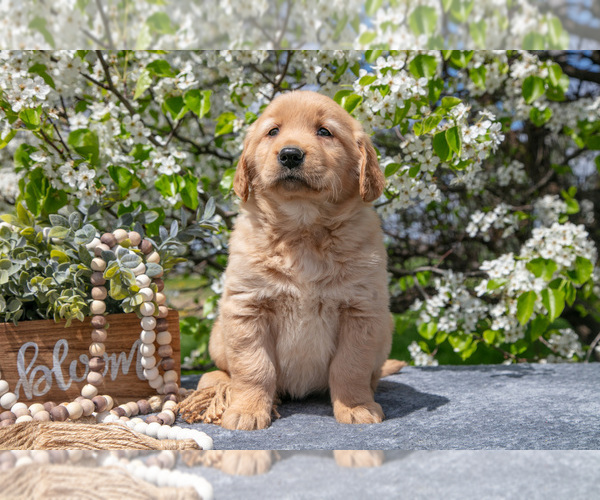 Medium Photo #2 Golden Retriever Puppy For Sale in WOLCOTTVILLE, IN, USA