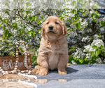 Small #1 Golden Retriever