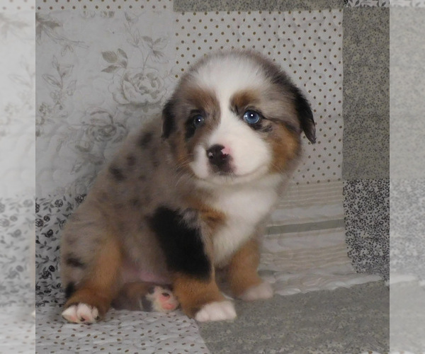 Medium Photo #20 Miniature Australian Shepherd Puppy For Sale in HARRISON, OH, USA