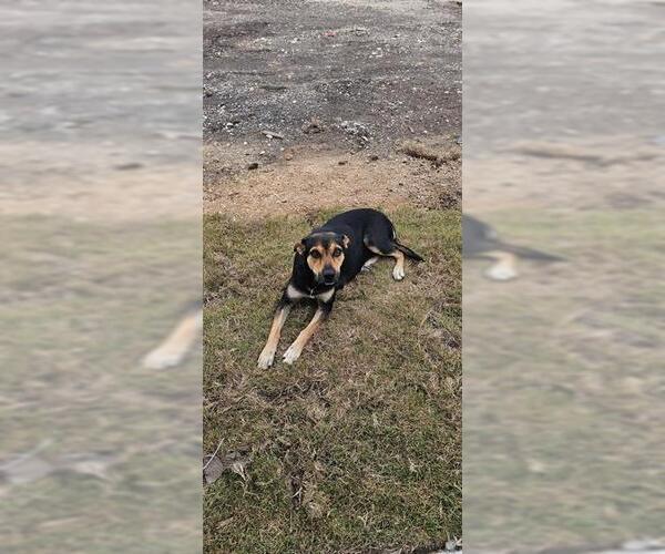 Medium Photo #1 Mutt Puppy For Sale in San Antonio, TX, USA